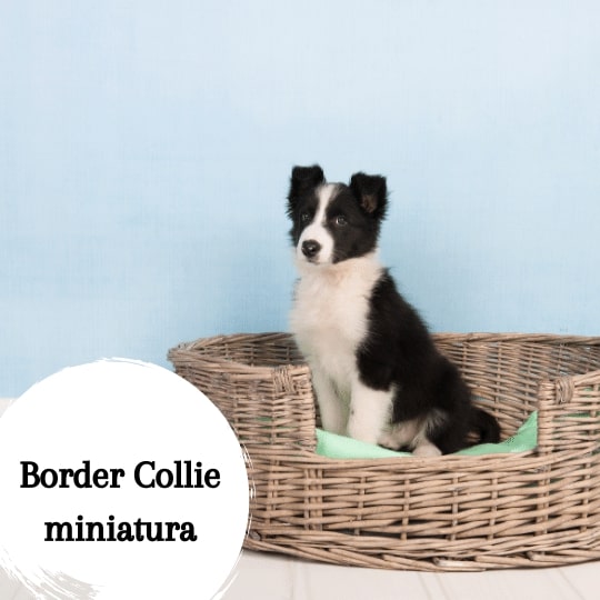 Border Collie mini