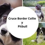 Cruce de Border Collie y Pitbull: Información sobre la raza Borderbull
