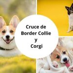 Cruce de Border Collie y Corgi - El Borgi