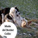 Muda del Border Collie - Guía completa