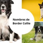 Nombres de Border Collie: Nombres perfectos para tu inteligente cachorro