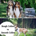 Diferencias: Rough Collies (pelo largo) y Smooth Collies (pelo corto)