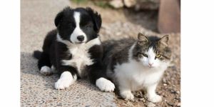 ¿Son buenos los Border Collie con los gatos?